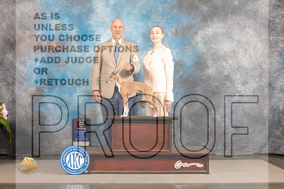 Italian Greyhound #5 SAT BOW Major Judge Polly Smith_MJ_6278_Houston_2022_HR3