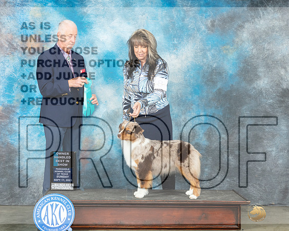 Miniature American Shepherd #8 Sun OHBIS Judge Steve Keating-_JP_5093e_Amarillo2023-HR3