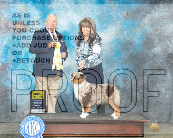 Miniature American Shepherd #8 Sun G3 Judge John Booth-_JP_5088e_Amarillo2023-HR3