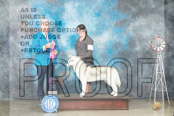 Siberian Husky #7 Sat OHG1 Judge Dr Steve Keating-_JP_4641-Amarillo2023_HR3