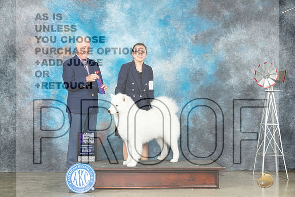 Samoyed #14 Sun WB Judge Dr Steve Keating-_JP_4814e-Amarillo2023_HR3