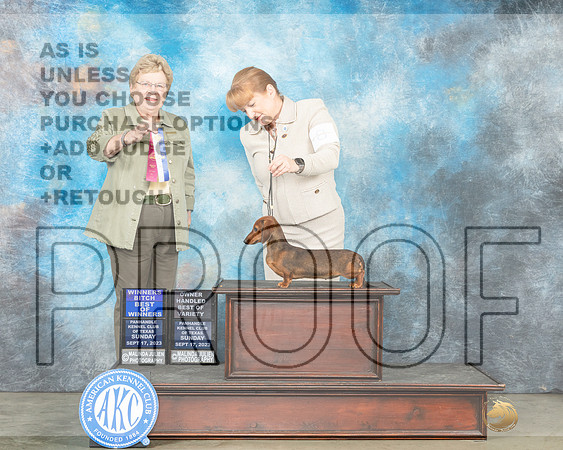 Dachshund #8 Sun WBBOWOHBOV Judge Judy Brown-_JP_4740e-Amarillo2023_HR3