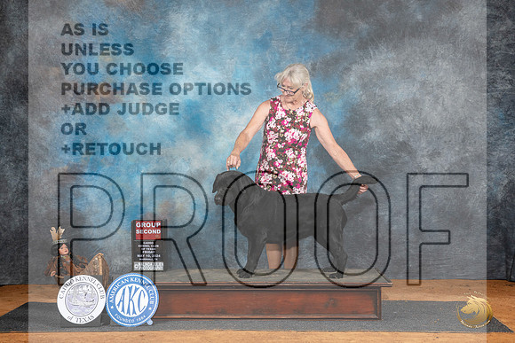 Labrador Retriever #14 Fri G2 Judge Suzanne Dillin__JP_7282_MARSHALL_2024_HR3