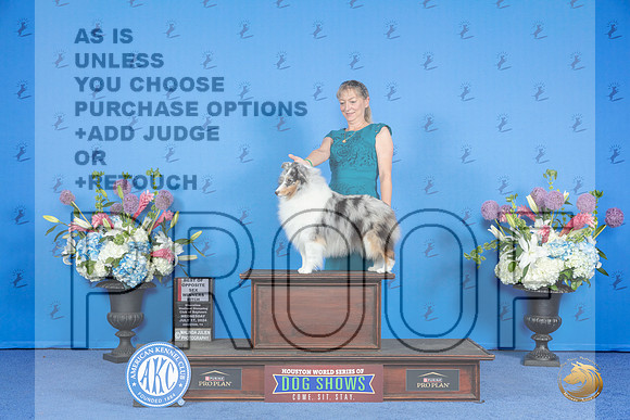 Shetland Sheepdog #32 WED WB BOS Judge Sheryl Kendrick r__JP_0064_Houston_2024_HR3