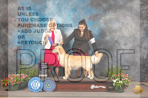 Golden Retriever #22 Sun BOB Judge Jan Paulk_MJ_1030_SA_2022_HR3