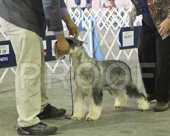 Standard Schnauzer - 0019