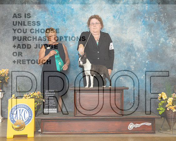 Boston Terrier #6 Fri OHG3 Judge Cathy Daugherty-MMJ_9760-NWARK2022-HR3