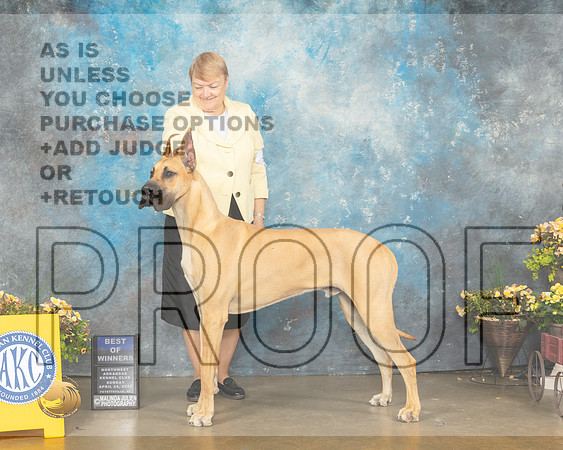 Great Dane #5 Sun BOW Judge John Ramirez-MMJ_1250-NWARK2022-HR3