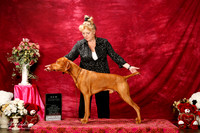 Vizsla Sun S1 New Int'l Ch Vederia Berton
