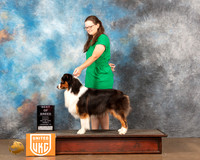 Austrlian Shepherd #124 Sun2 BOB Judge Katherine Short
