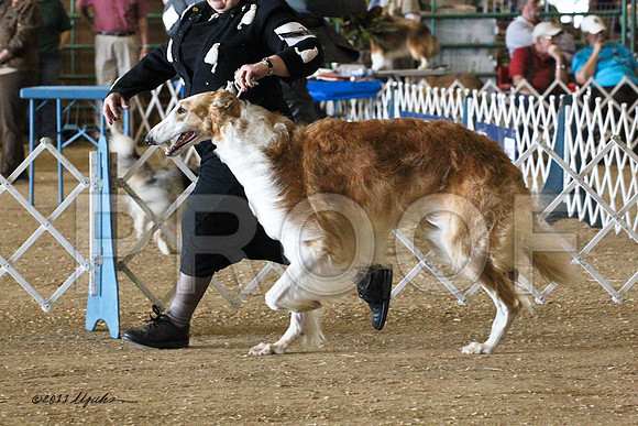 Borzoi-5527