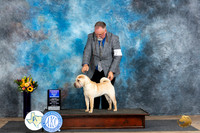 Chinese Shar Pei #10 Sun BOW no judge