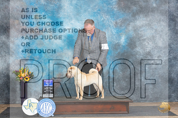 Chinese Shar Pei #10 Sun BOW no judge__JP_0002_Abilene_2024_HR3