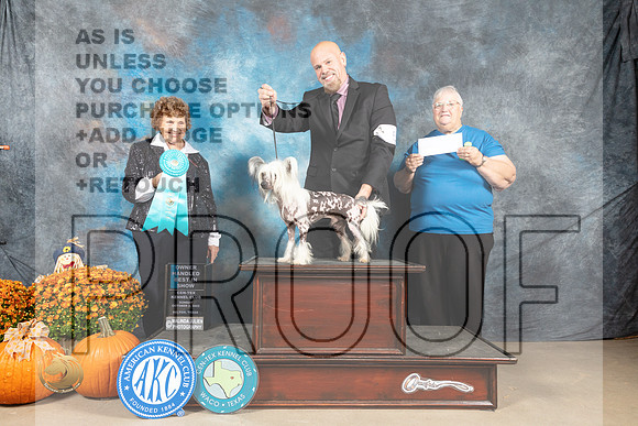 Chinese Crested #5 Sun OHBIS Judge Donnelle Richards_MJ_6926_Belton_2022_HR3