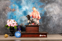 English Cocker Spaniel #36 FRI WB BW NCH Major Judge John Wade