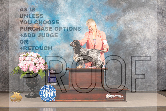 English Cocker Spaniel #36 FRI WB BW NCH Major Judge John Wade_MJ_5007_Houston_2022_HR3