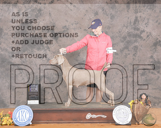 Weimaraner #8 Sun WB BOB NCH Judge Troy Dargin_WP_3409-Marshall 2025-HR3