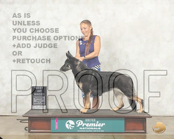 German Shepherd Dog #1353 Sun COC__MJ_9625_Premier_2022_HR3