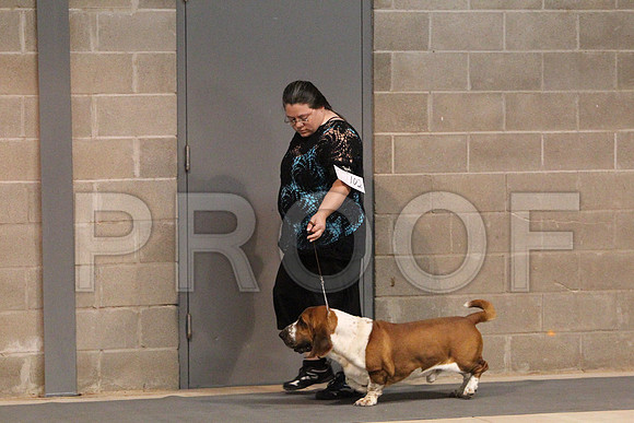 BassetCCL_1389LR