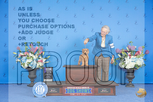 Norfolk Terrier #20 SAT WB M Judge Nancy Liebes__JP_0022_Houston_2024_HR3