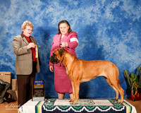 Bullmastiff #6 Sun BOB +A2