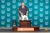 Poodle Toy #192 Sun BFCH Judge Pamela Perdue