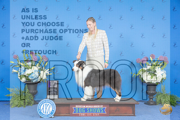 Australian Shepherd #31 THUR WD NC M Judge Nancy Liebes__JP_8350_Houston_2024_HR3