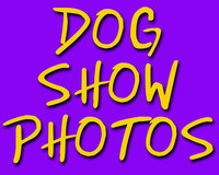 Dog Shows 2024 and older