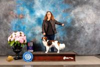 Nederlandse Kooikerhondje #9 FRI WD BOP Major Judge Linda Hurlbaus