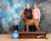 Chesapeake Bay Retriever #8 Sun OHG4 Judge Gloria Kerr