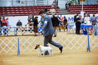 Fox Terrier Smooth Sat Ring