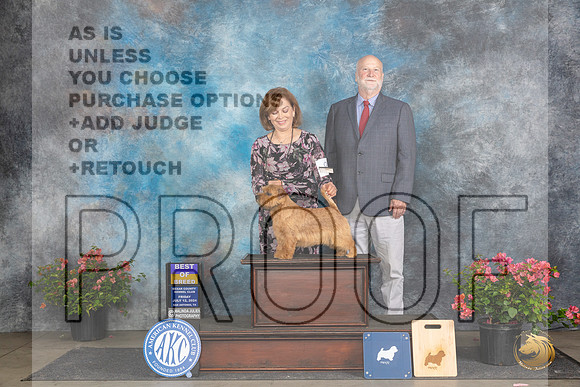 Norfolk Terrier #9 Fri BOB Judge Elizabeth ‘Beth’ Sweigart__JP_4321_San Antonio_2024_HR3