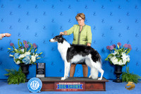 Borzoi #30 THUR WB BOW NC M Judge Dabbie Freeman