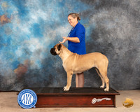 Bullmastiff #? FW WB