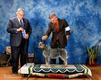 Australian Cattle Dog #46 Sun BOW Maj +A2-photos