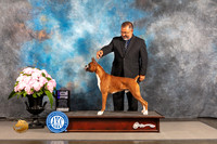Boxer #7 WED WD Major Judge Barbara Alderman