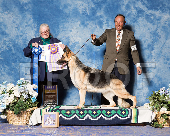 German Shepherd Dog #24 Fri S1 BOB NOGUERAS I, & S Schrock & A Mercado Judge Mrs Ann M Schilling Gray-_ST_7664