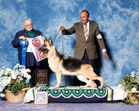 German Shepherd Dog #24 Fri S1 BOB NOGUERAS I, & S Schrock & A Mercado Judge Mrs Ann M Schilling Gray