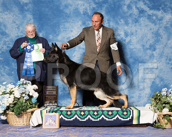 German Shepherd Dog #26 Fri1 RWD Best Puppy NOGUERAS I, & S Schrock & A Mercado Judge Mrs Ann M Schilling Gray-_ST_7666
