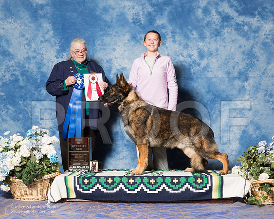 German Shepherd Dog #7 Fri S1 COBLE Dr. Teresa, Bob Coble Mary Tripp Judge Mrs Ann M Schilling Gray-_ST_7671