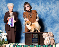 Tibetan Spaniel #12 Fri New Ch BOW BOS PODSEDNIK Gina T Judge Mrs Paula Hartinger