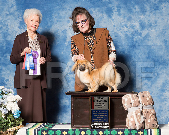 Tibetan Spaniel #12 Fri New Ch BOW BOS PODSEDNIK Gina T Judge Mrs Paula Hartinger-_ST_7675