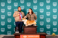 Pembroke Welsh Corgi #217 VRBIS Judge William Chrazanowski
