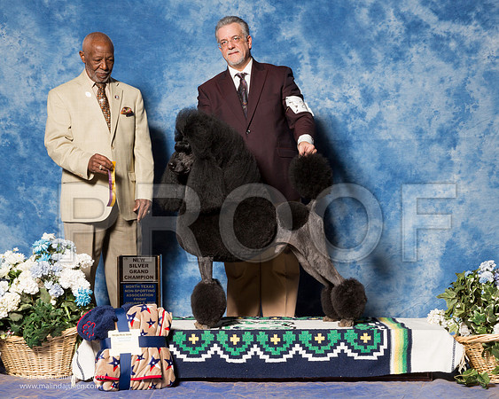 Poodle Standard #21 Fri BOB NSlvrGr KNIGHT Dr Michael Mark DeWitt Judge Eugene Blake-_ST_7711