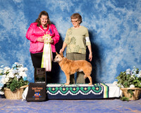 Australian Cattle Dog #18 Fri Grand Vet Sweeps ADAMS Denyse M Judge Dr Shari Swanton