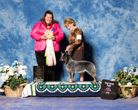 Australian Cattle Dog #36 Fri Grand Sweeps Puppy CLARK sherry D DVM Dr Shari Swanton