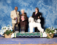 Poodle Standard #6 Fri WB Best Puppy KUYKENDALL Susan Booth Judge Eugene Blake