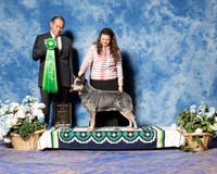 Australian Cattle Dog #31 Fri AOM LEWIS Jan M Kim R Broster Ruby Sisk Judge Alberto Berrios