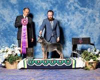 Australian Cattle Dog #48 Fri S2 BOB Vicki Hall Judge Alberto Berrios