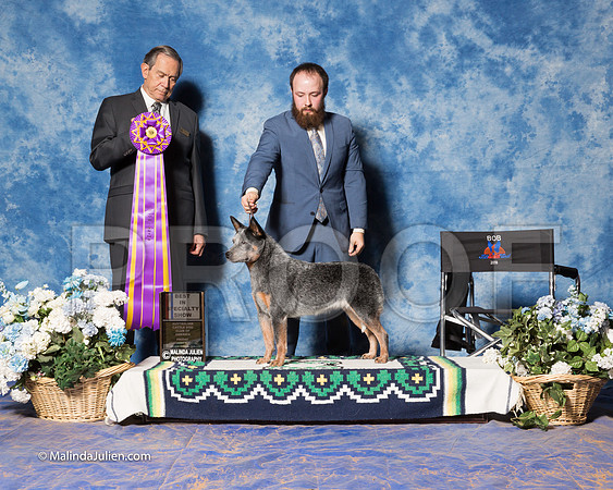 Australian Cattle Dog #48 Fri S2 BOB Vicki Hall Judge Alberto Berrios-_ST_7737